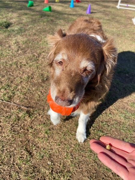 What To Do About Resource Guarding In Dogs