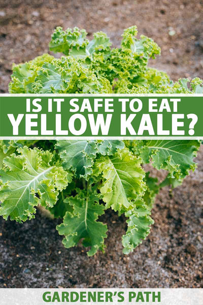 Can You Eat Kale That Has Turned Yellow?