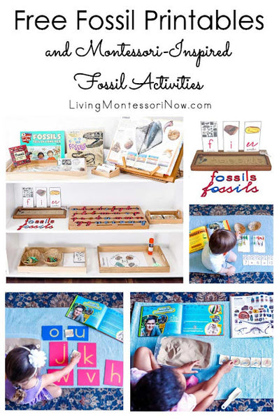 Montessori-Inspired Fossil Activities Using Free Printables